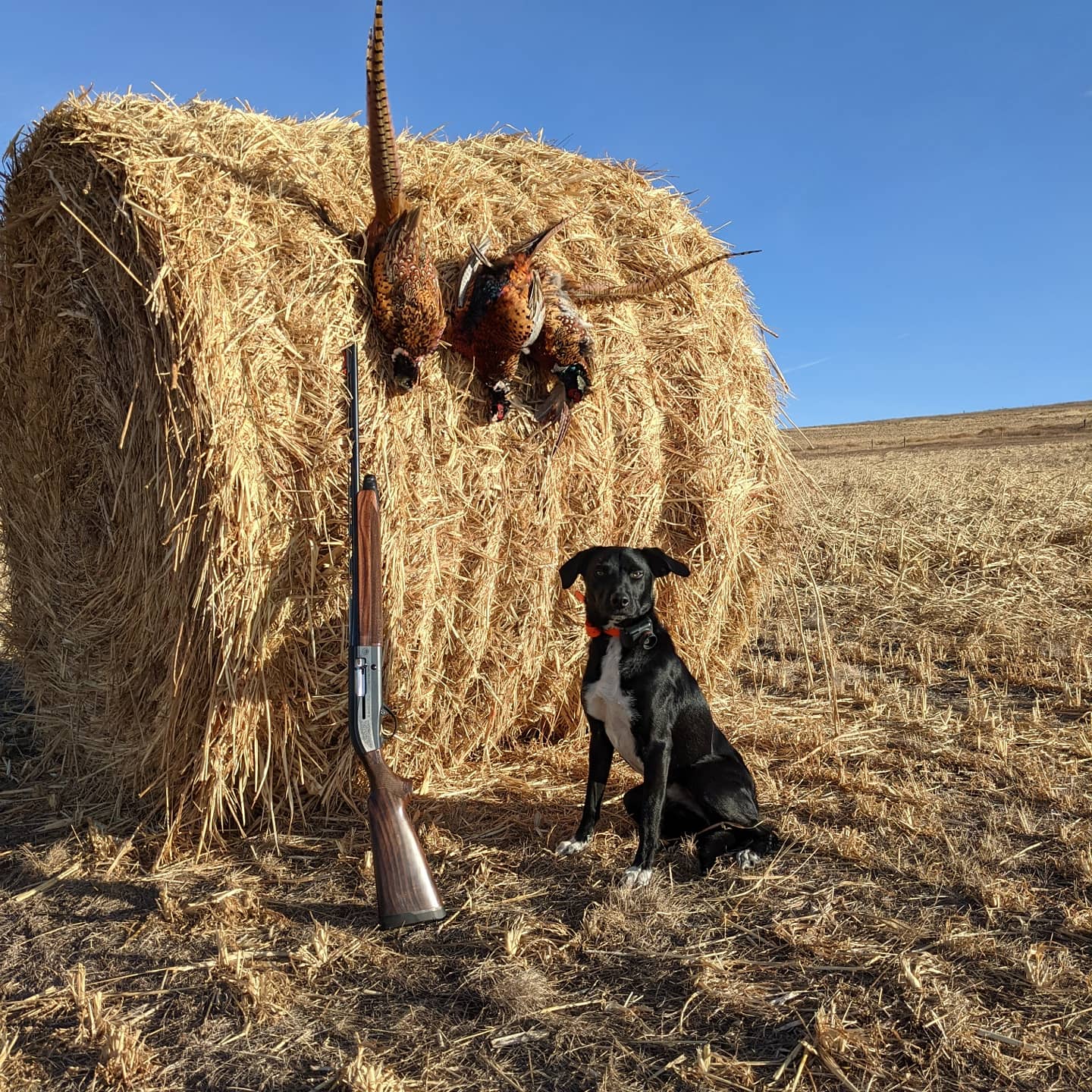 pheasant hunt.jpg