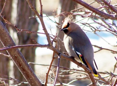 Waxwing best (640x472).jpg