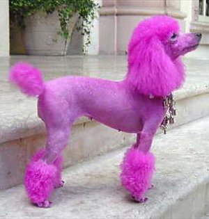 pink-poodle-6a.jpg