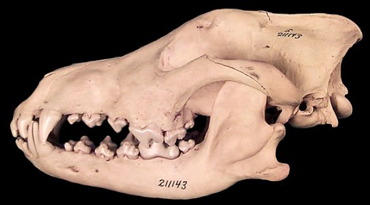 Gray_wolf_skull_side_view.jpg