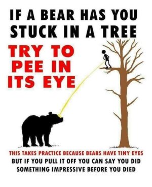 bear tree.jpg