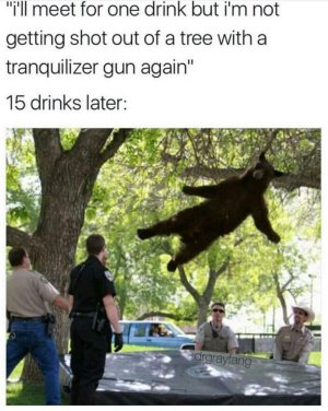 bear tree.jpg