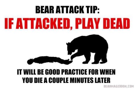 bear tips.jpg