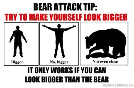 bear2.jpg