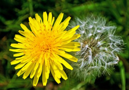 dandelions-1337890603DjW.jpg