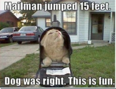 Mailcat.jpg