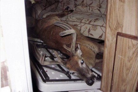 deer vs trailer 3.jpg