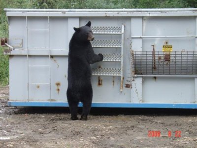 Bear 027 (Medium).jpg