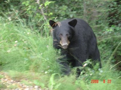 Bear 034 (Medium).jpg