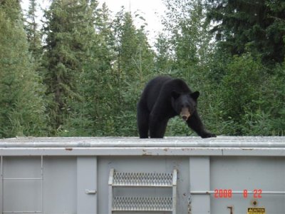 Bear 025 (Medium).jpg