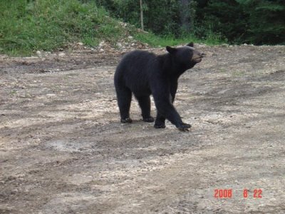 Bear 021 (Medium).jpg