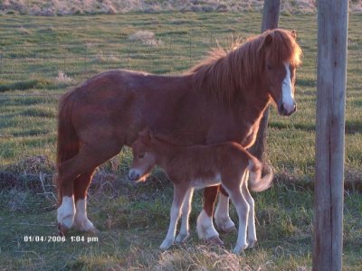 Pony & Baby 2.jpg