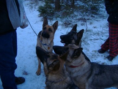 snow pups 012.jpg