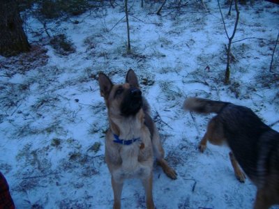 snow pups 024.jpg