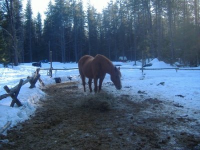 horses and snowmobiles 004.jpg