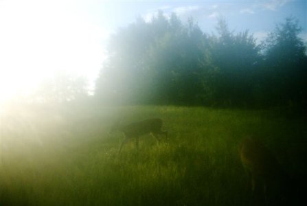 Backyard Deer August 9, 2010.JPG