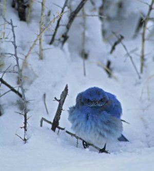 BlueBird1.jpg