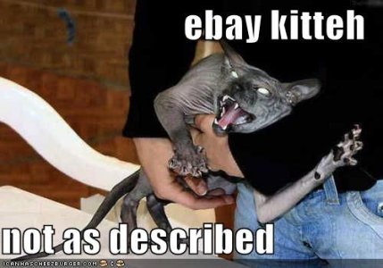 funny-pictures-crazy-ebay-cat.jpg