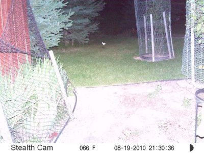 TrailCam2.jpg