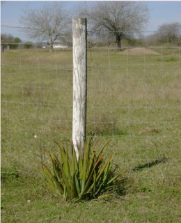 FencePost.jpg