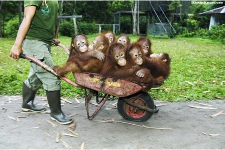 funny monkeys wheelbarrow.jpg