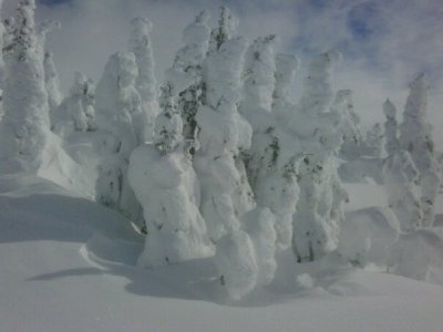 trees at blue lake.jpg