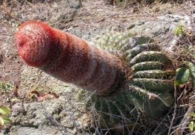 penis_cactus1.jpg