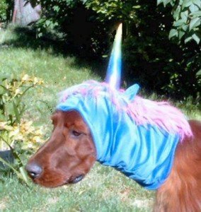 funny unicorn.jpg