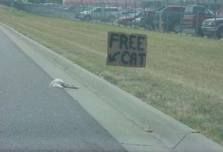 freecat.JPG