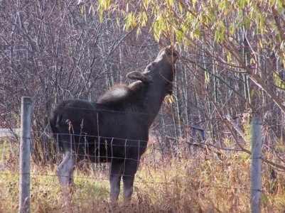 Baby eating willow (640x480).jpg