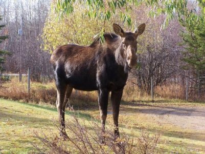 Mom moose looking at me (640x480).jpg