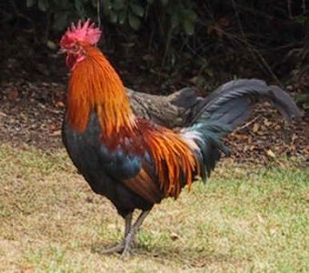 rooster2.jpg