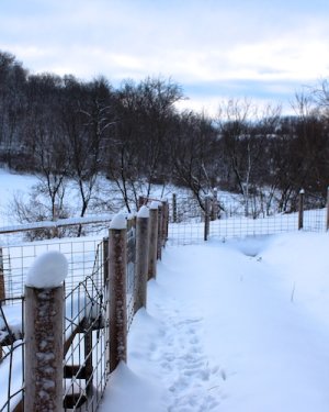 fence-posts-snow-2-2013.jpg